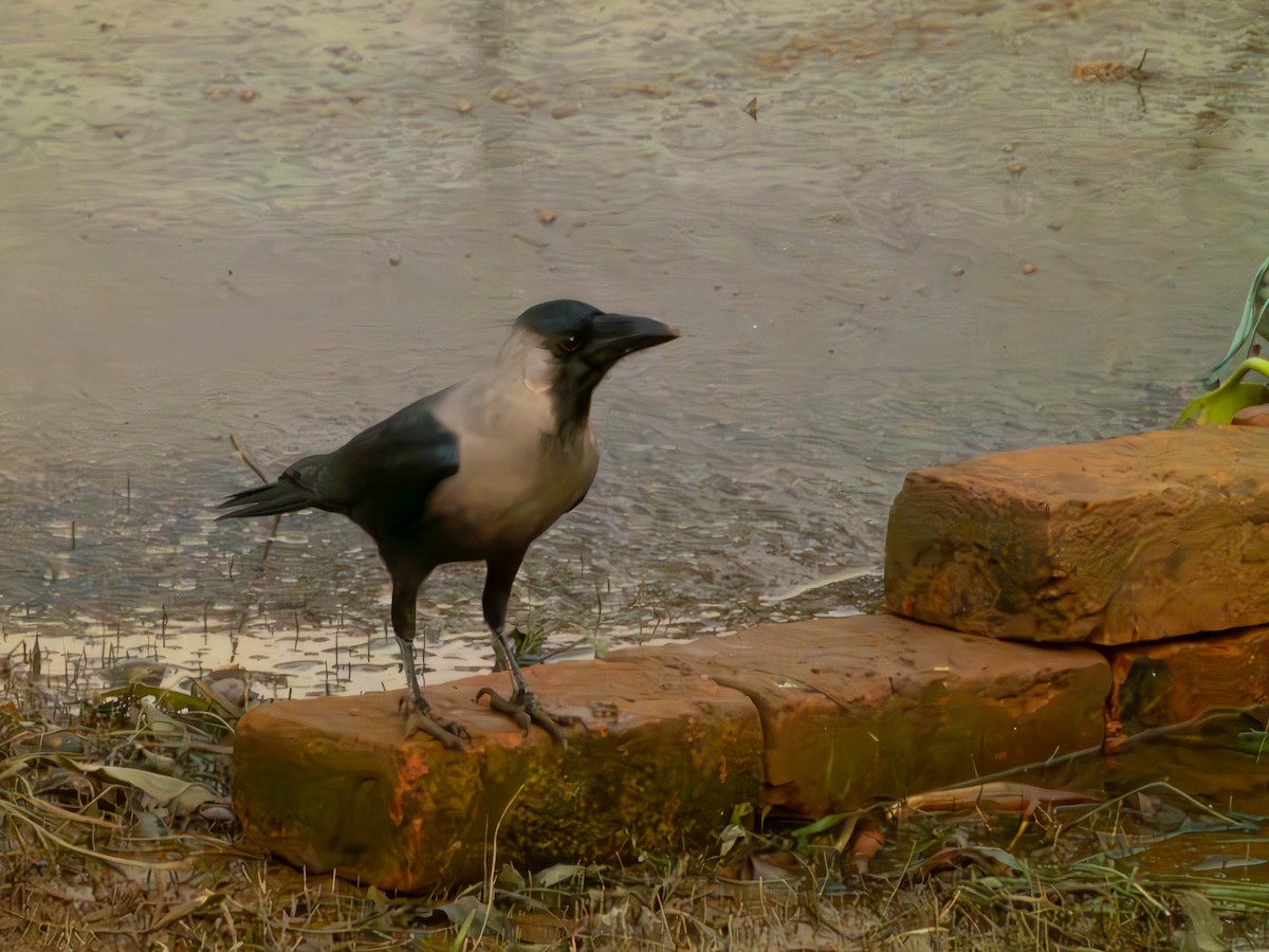 House Crow - ML644030697