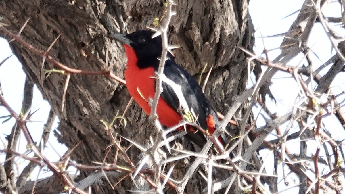 Crimson-breasted Gonolek - ML644030789