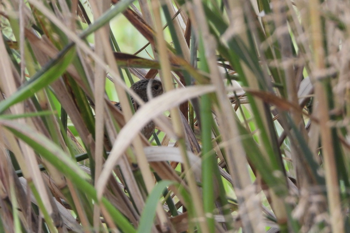 Sedge Wren - ML644030797