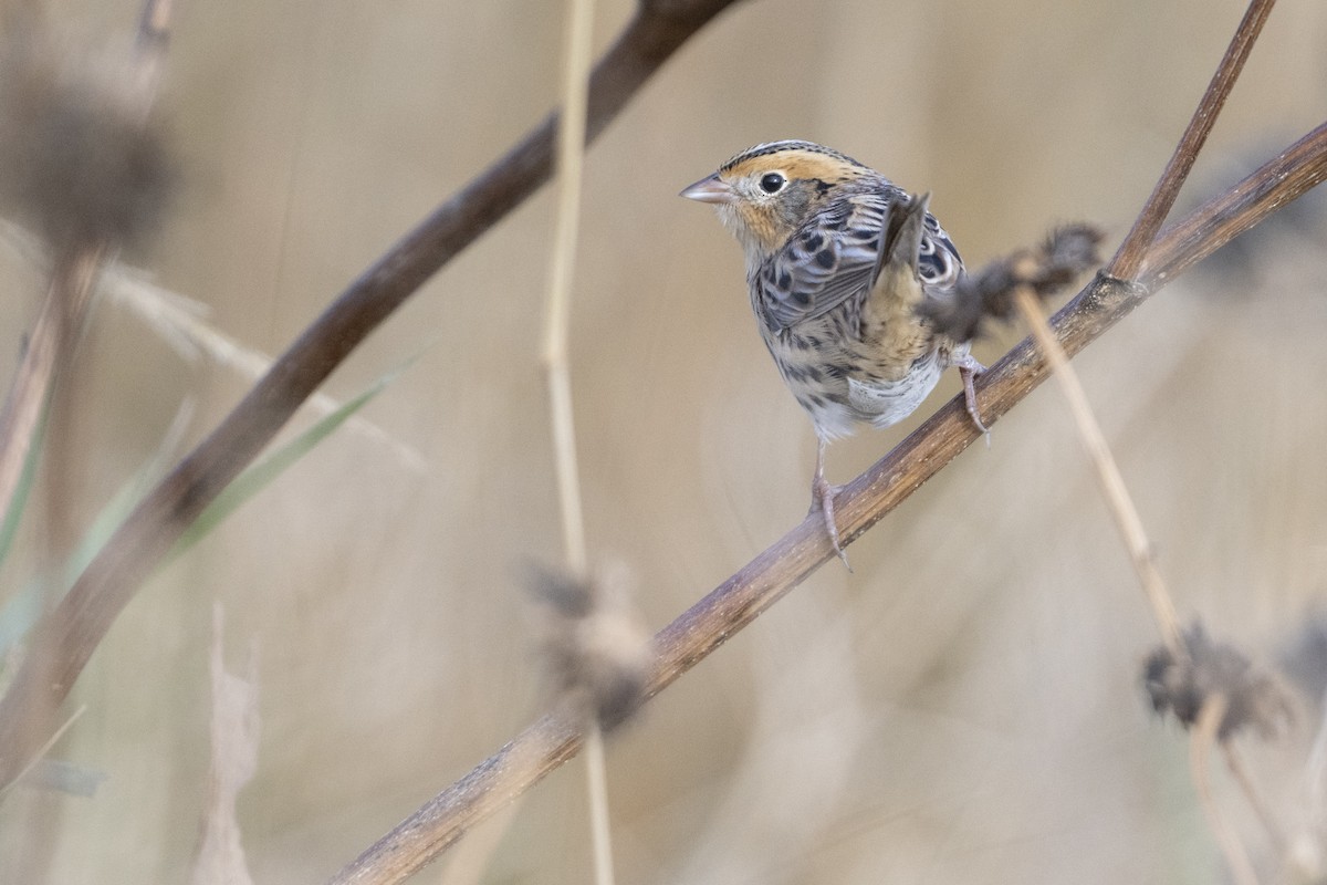 LeConte's Sparrow - ML644030808