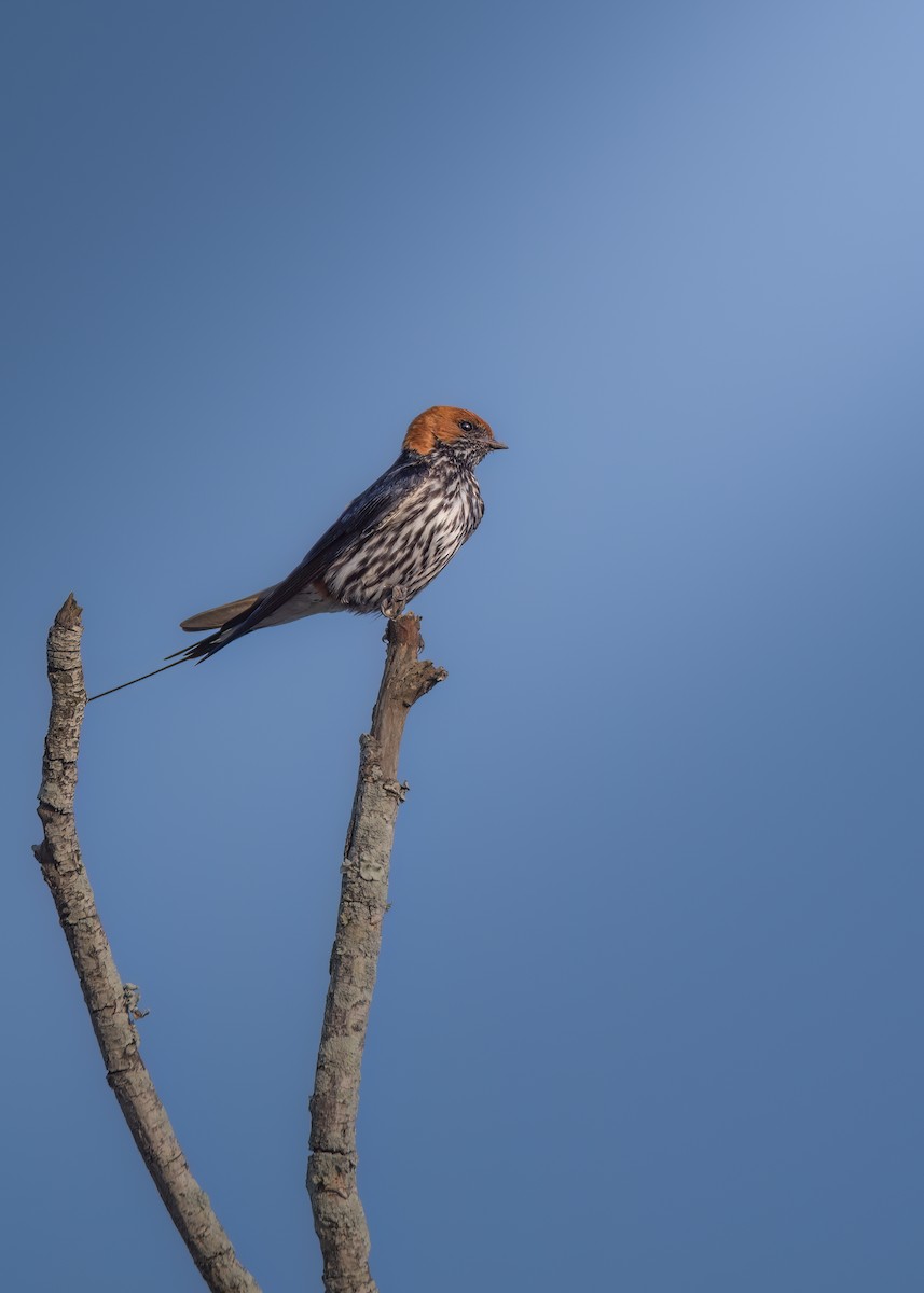 Lesser Striped Swallow - ML644030812