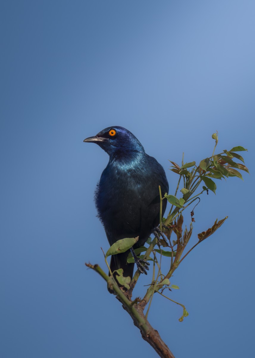 Cape Starling - ML644030820