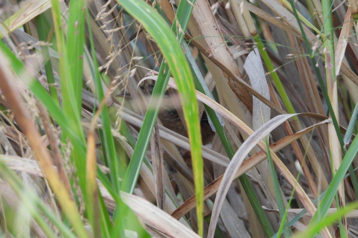 Sedge Wren - ML644030821