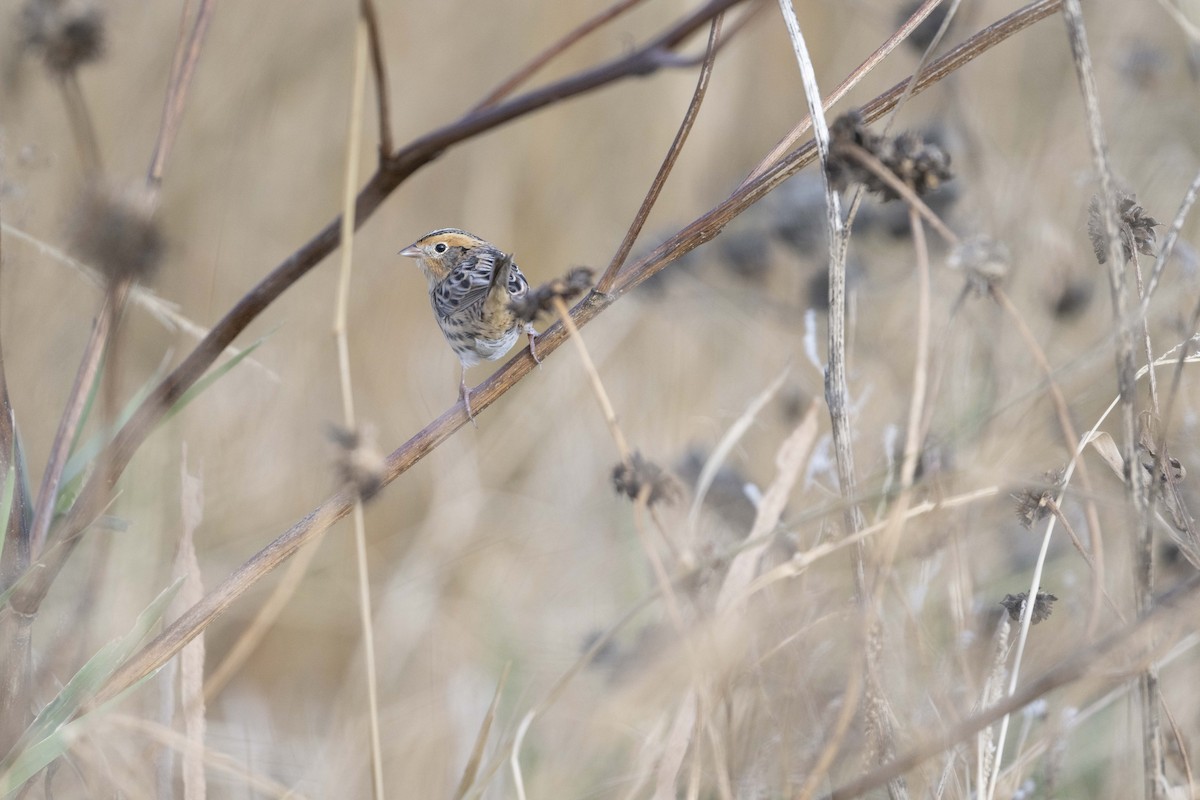 LeConte's Sparrow - ML644030828
