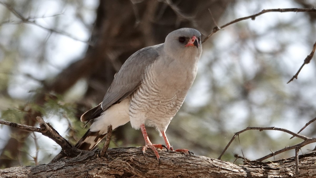 Gabar Goshawk - ML644030848