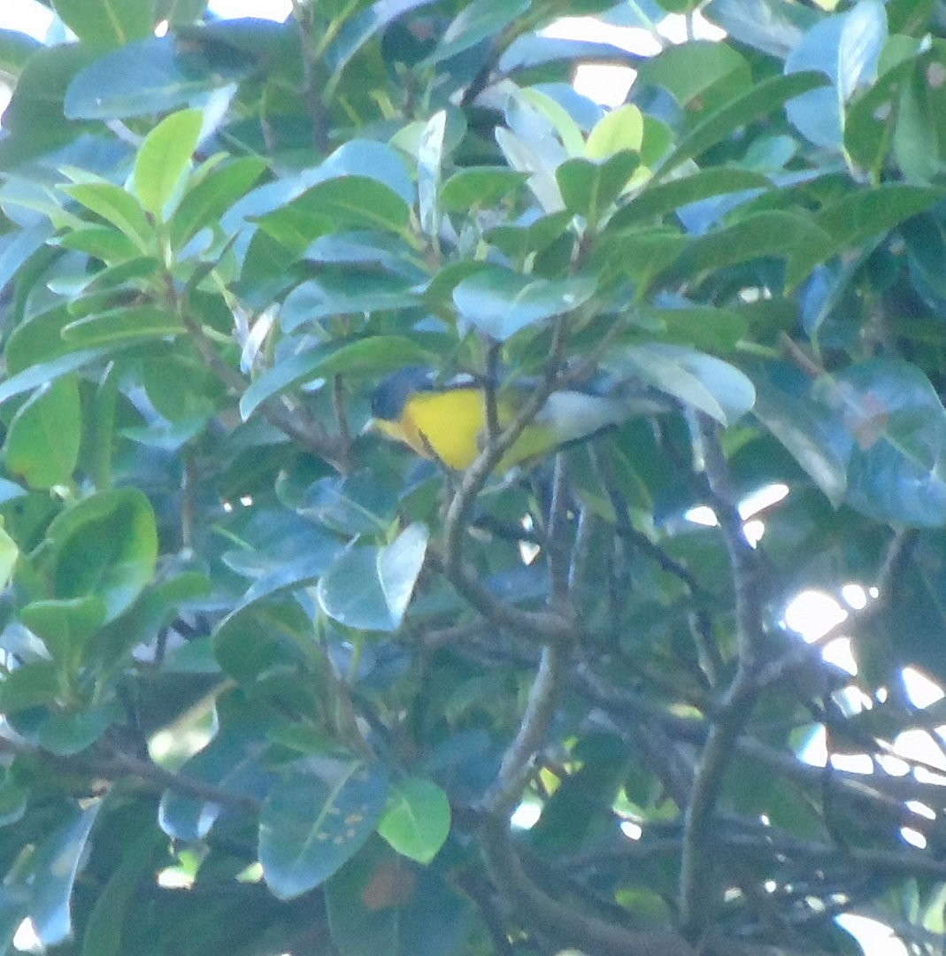 Tropikal Parula - ML644030853