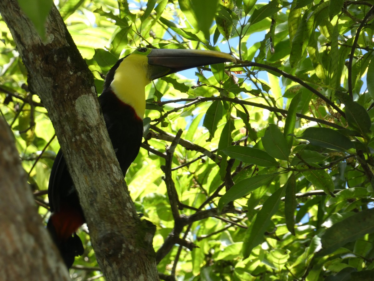 Toucan tocard - ML644030875