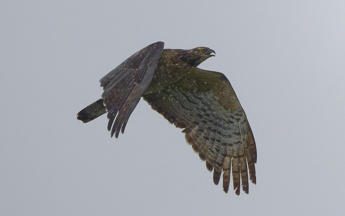 Oriental Honey-buzzard - Sin-Syue Li