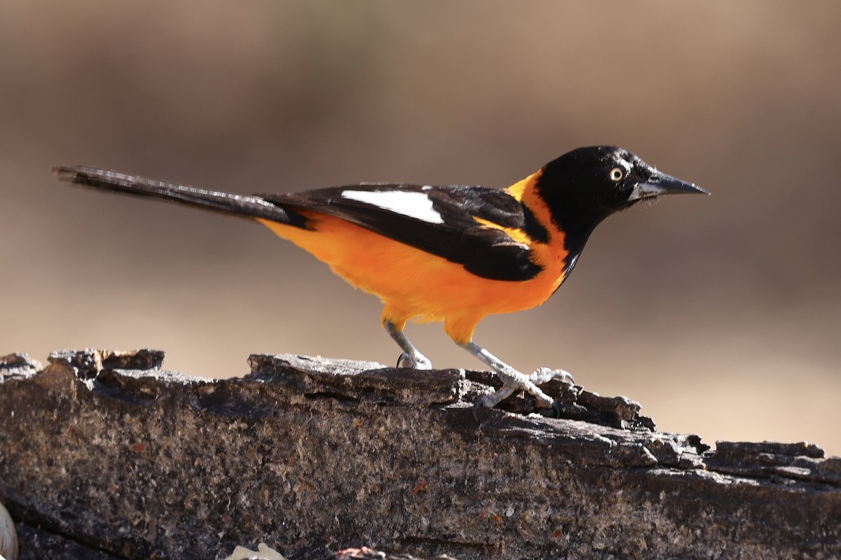 Campo Troupial - ML644030903