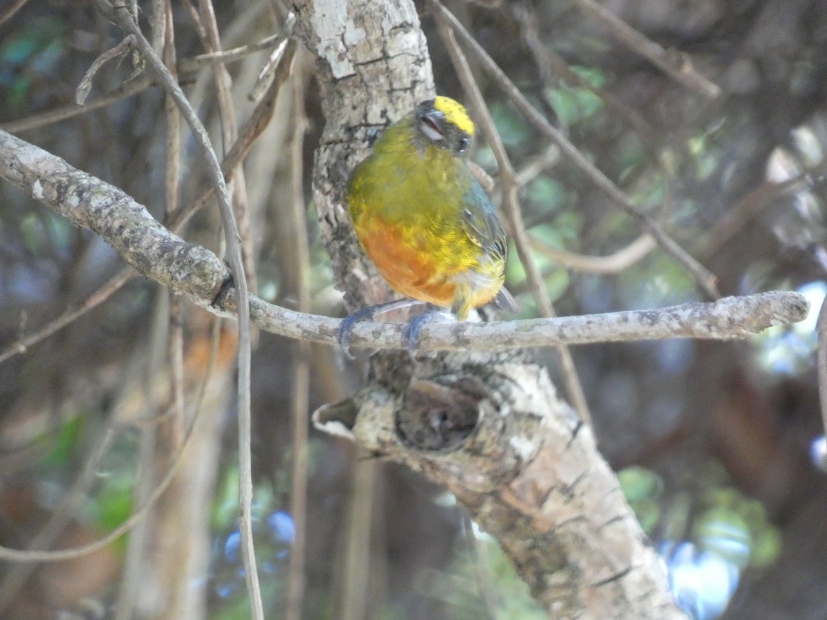 Olive-backed Euphonia - ML644030904