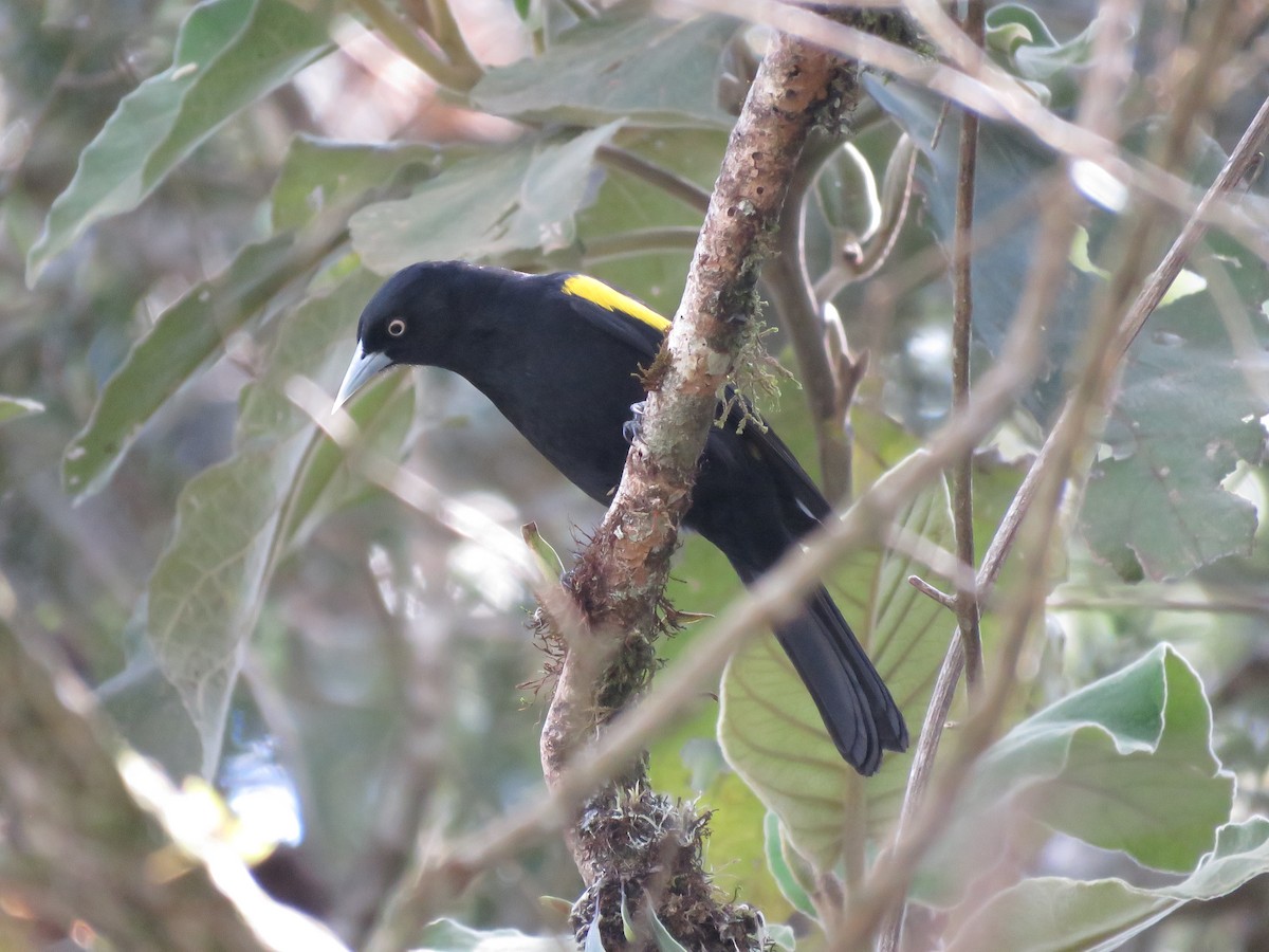 Golden-winged Cacique - ML644030916