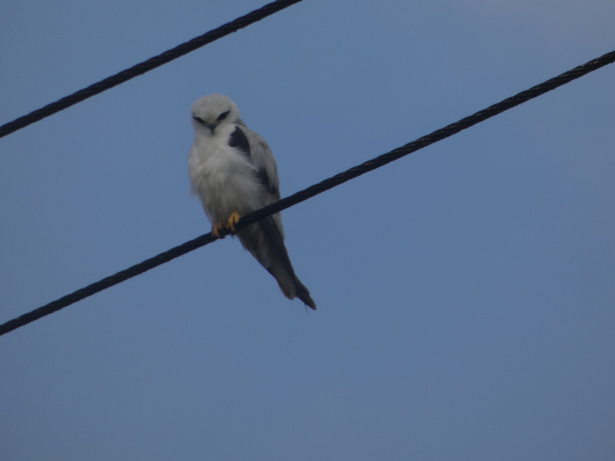 Black-shouldered Kite - ML644030930