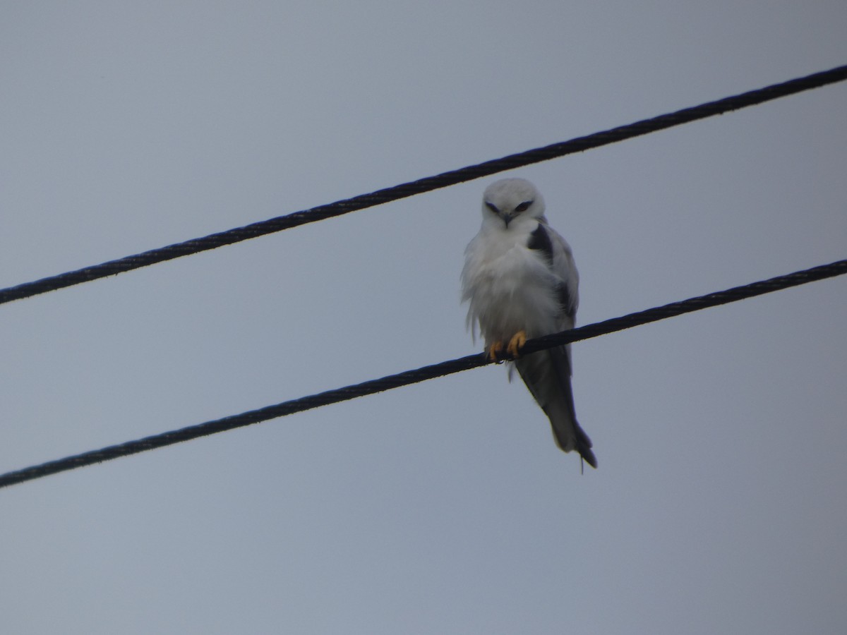 Black-shouldered Kite - ML644030931