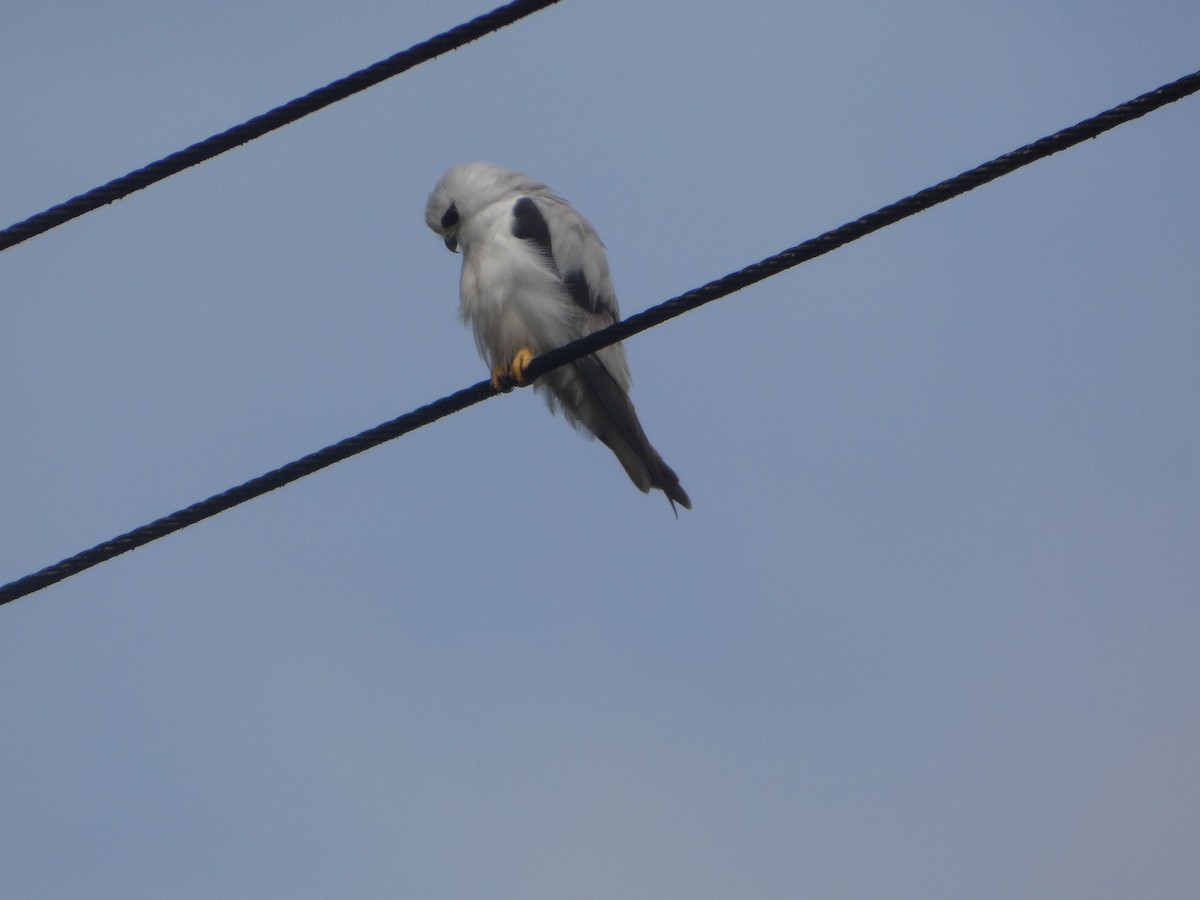 Black-shouldered Kite - ML644030932