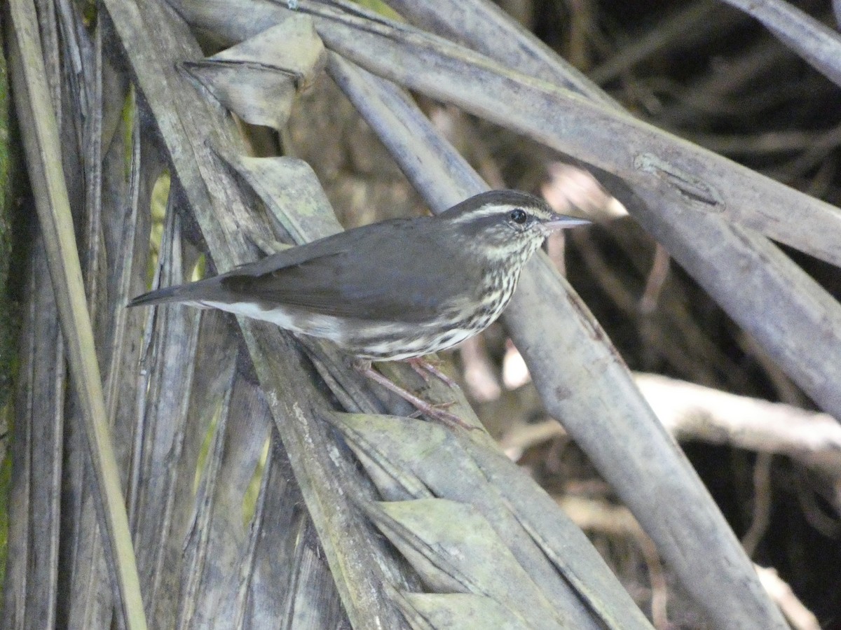 Northern Waterthrush - ML644030936