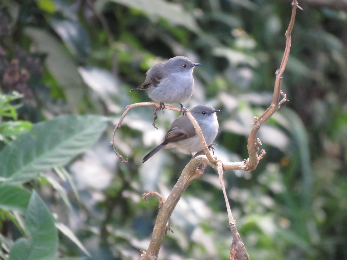 Sooty Tyrannulet - ML644030960