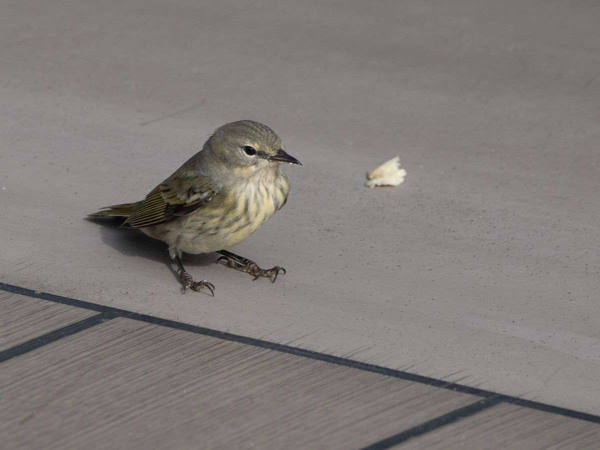 Cape May Warbler - ML644030961