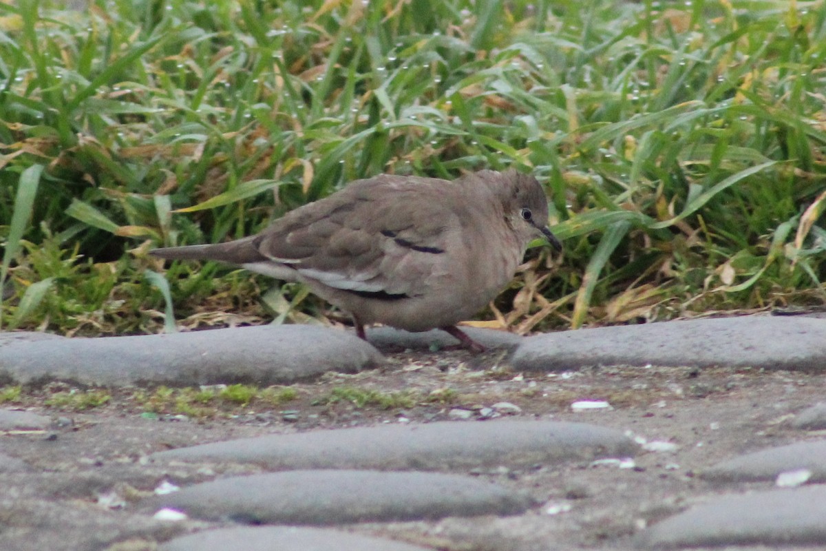 Picui Ground Dove - ML644030963