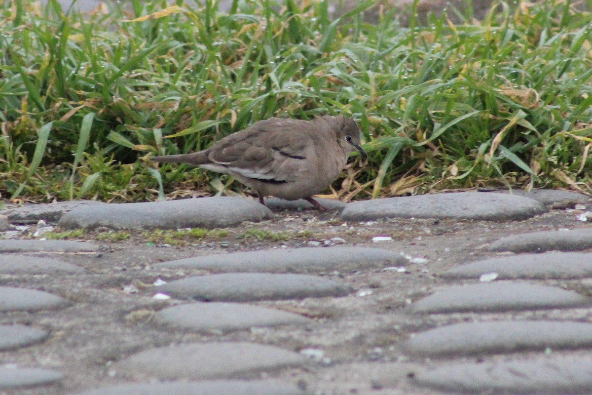 Picui Ground Dove - ML644030964