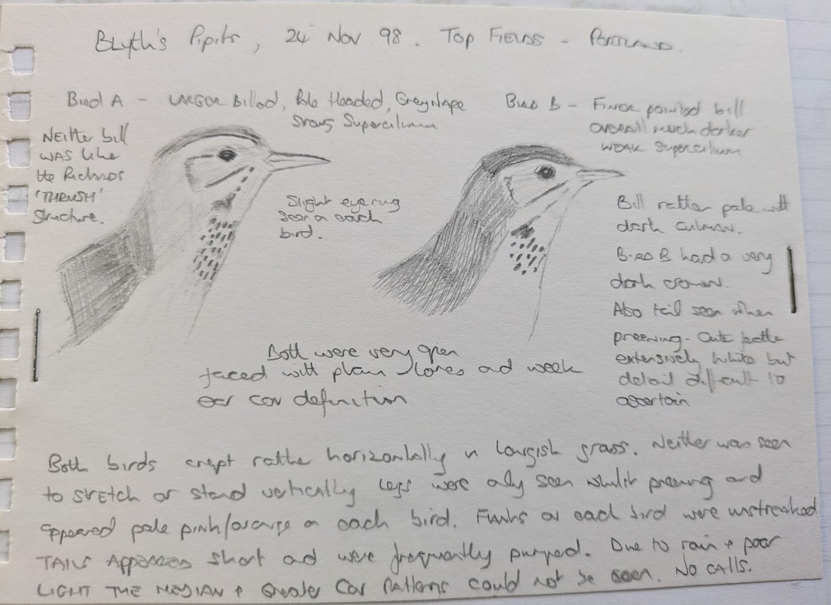 Blyth's Pipit - ML644030965