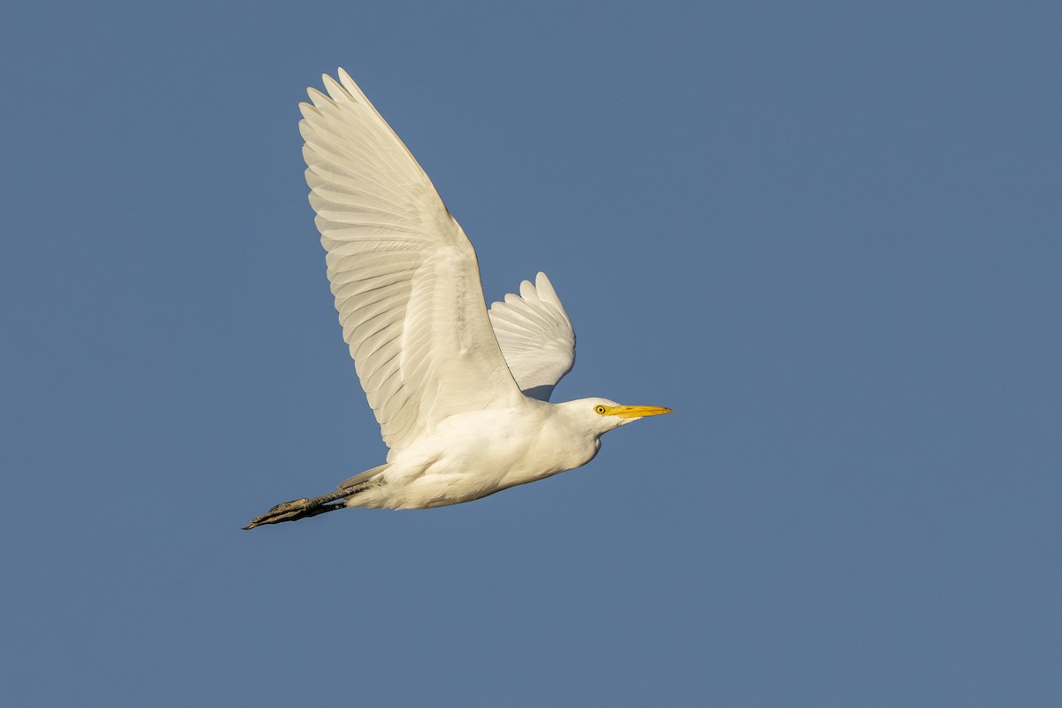 Western Cattle-Egret - ML644030967