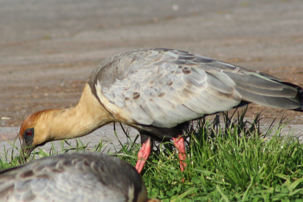 ibis laločnatý - ML644030972