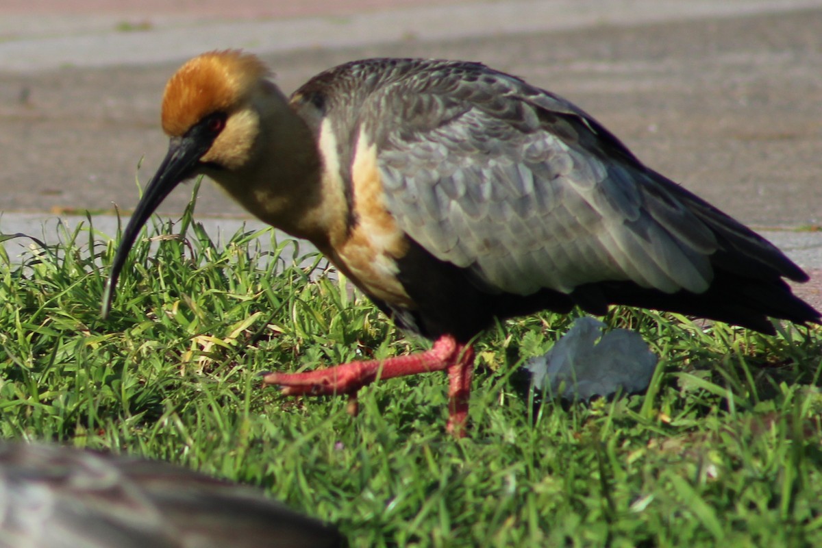 ibis laločnatý - ML644030973