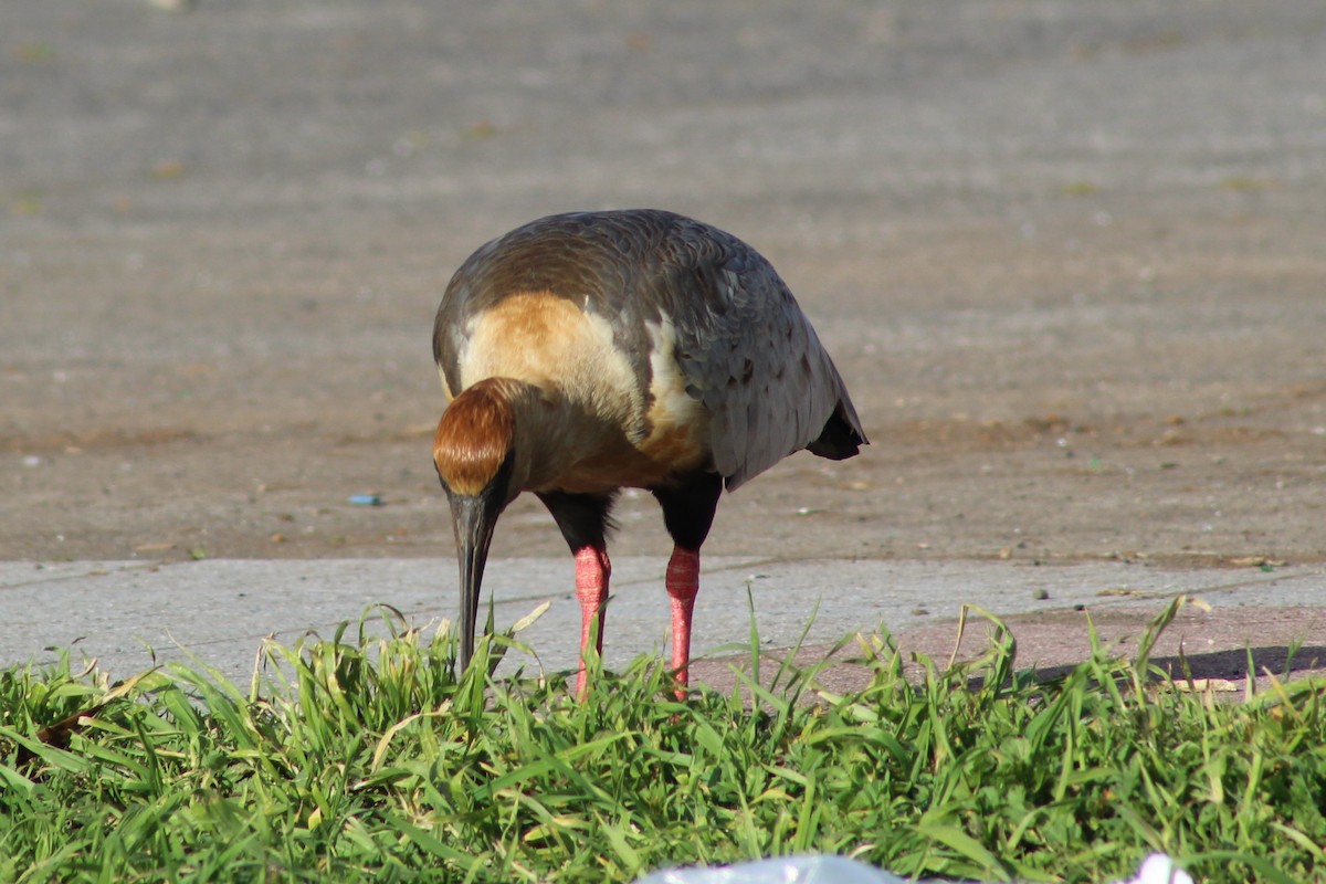 ibis laločnatý - ML644030974