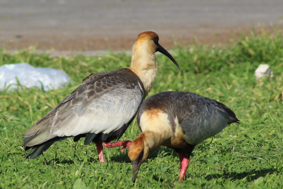 ibis laločnatý - ML644030975