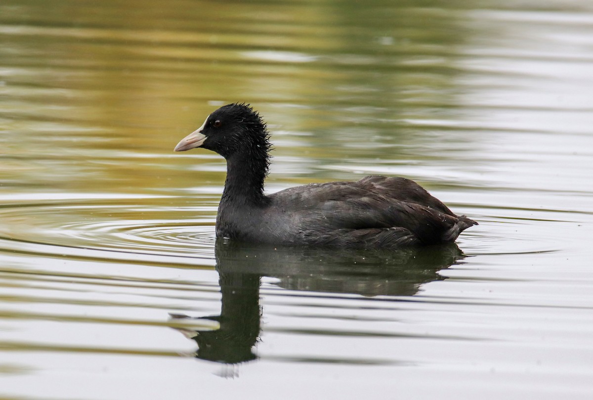lyska černá - ML644030981