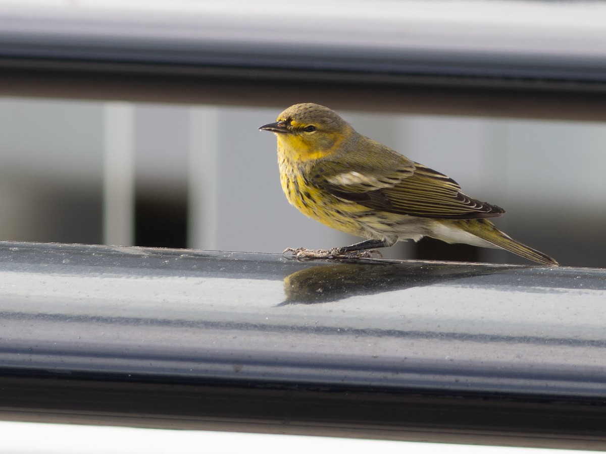 Cape May Warbler - ML644030987