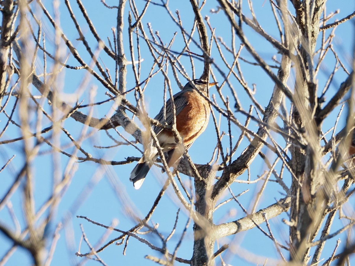 American Robin - ML644030992