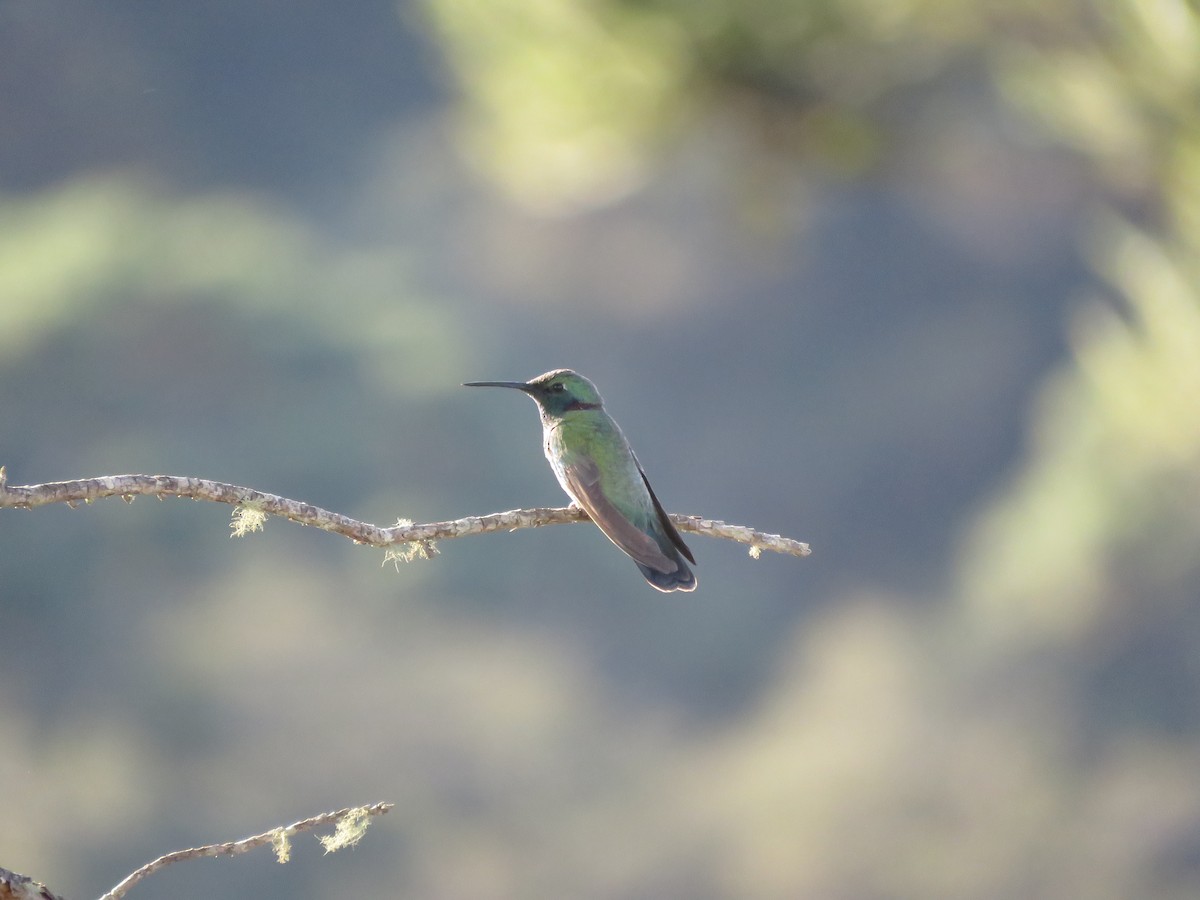 White-vented Violetear - ML644030995