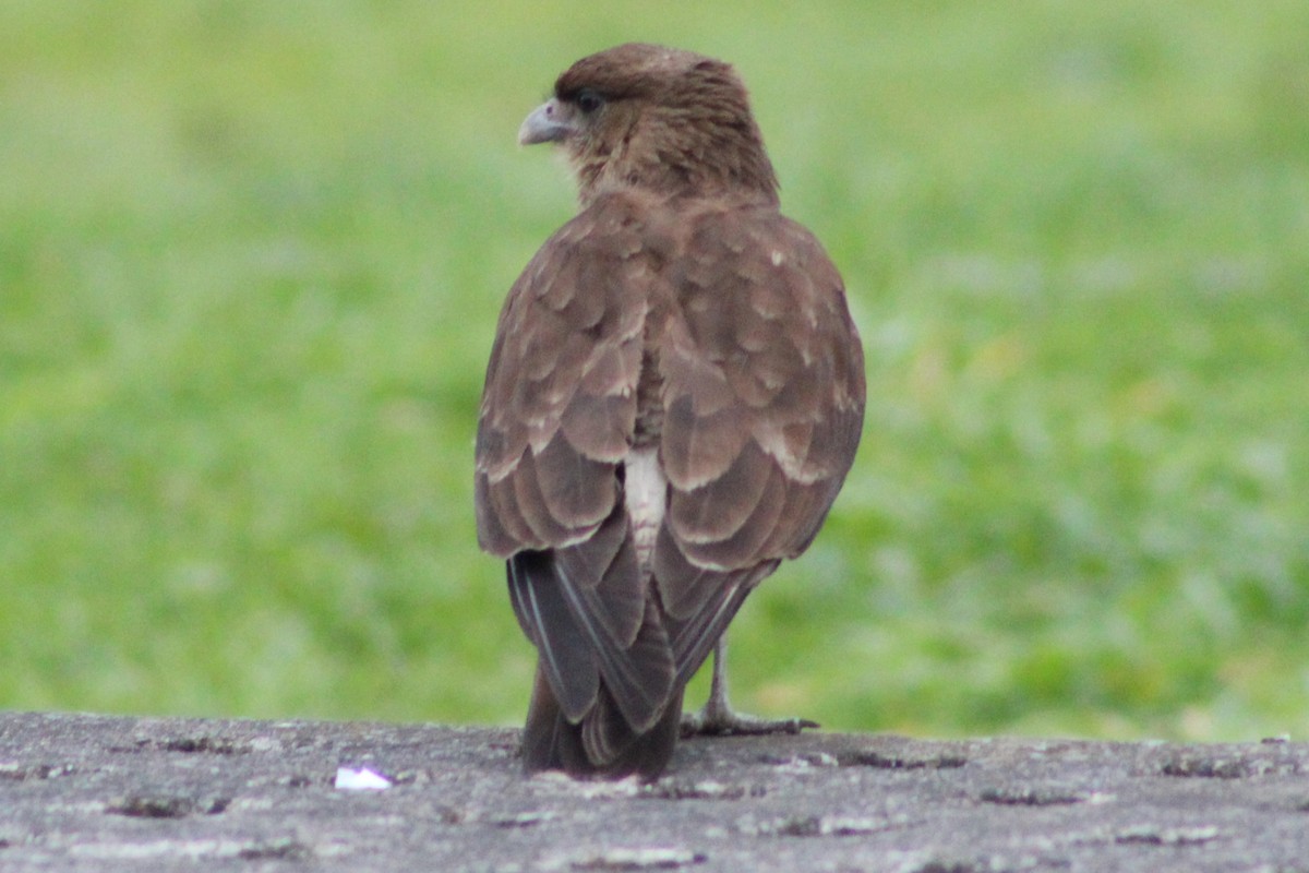 Chimango Caracara - ML644030997