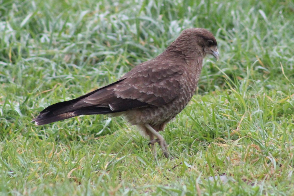 Chimango Caracara - ML644030998