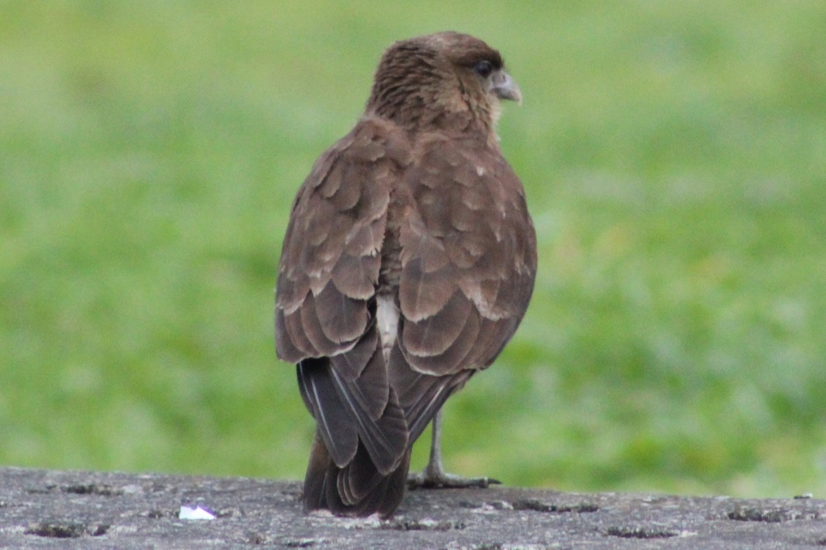 Chimango Caracara - ML644030999