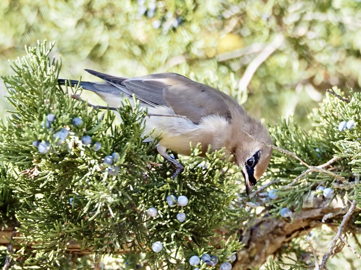 Cedar Waxwing - ML644031004