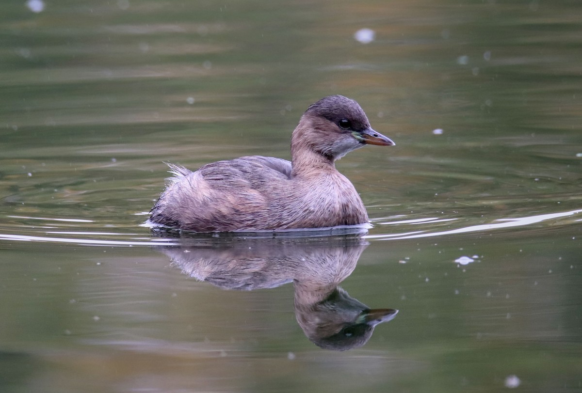 potápka malá - ML644031009