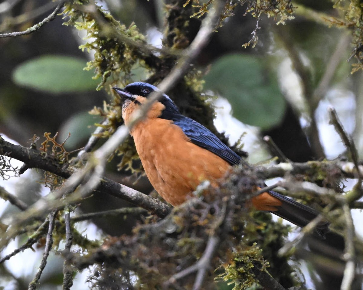 Chestnut-bellied Mountain Tanager - ML644031010