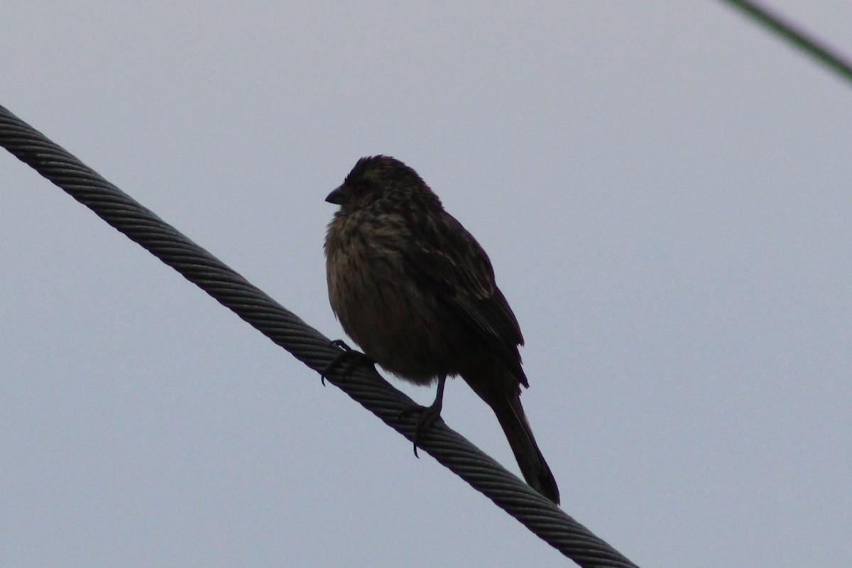 Rufous-tailed Plantcutter - ML644031012