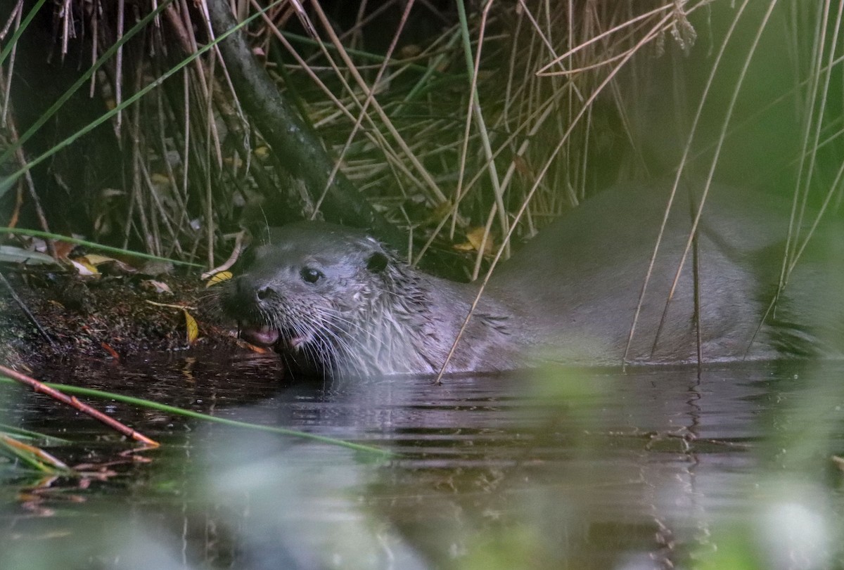 Eurasian Otter - ML644031014