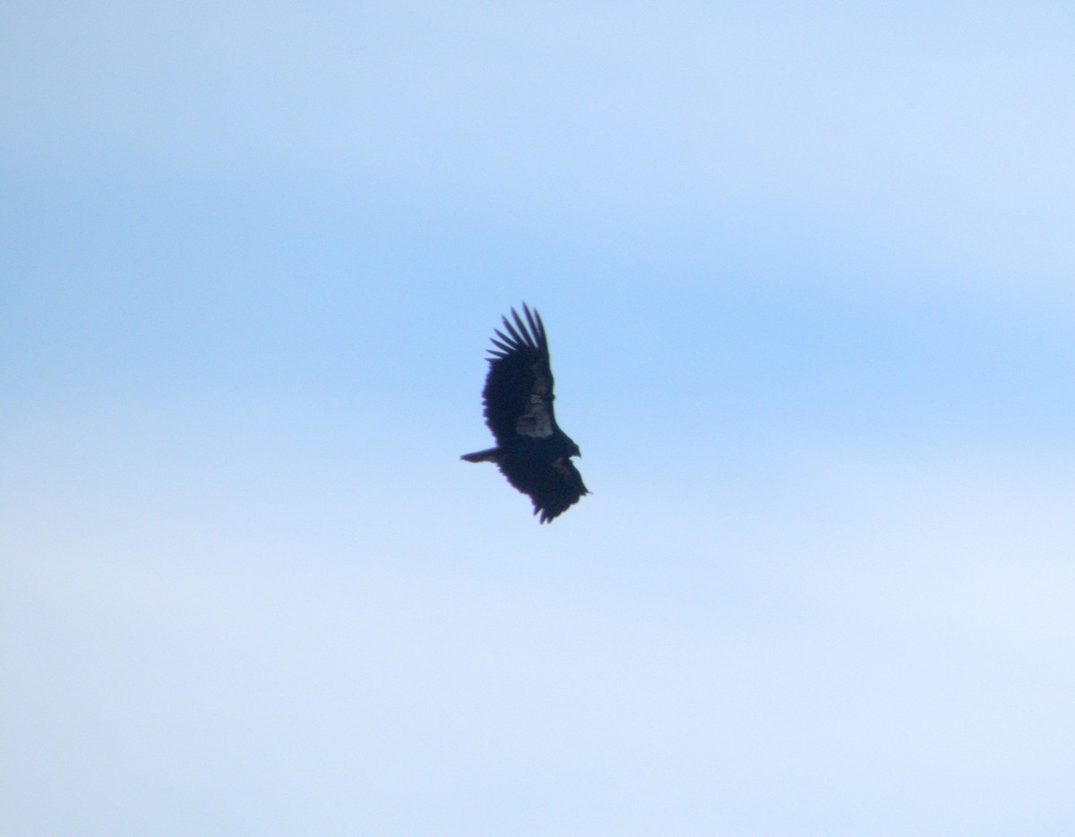 California Condor - ML644031023