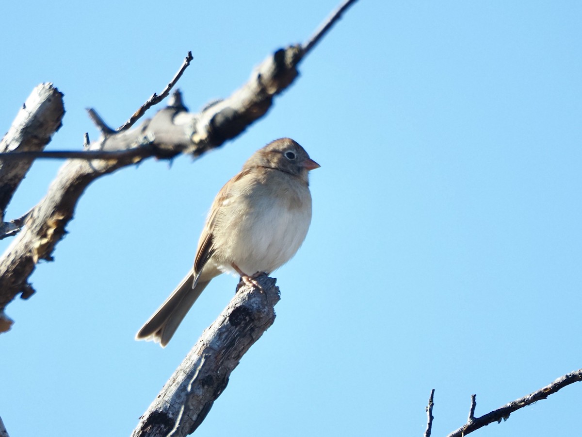 Field Sparrow - ML644031031