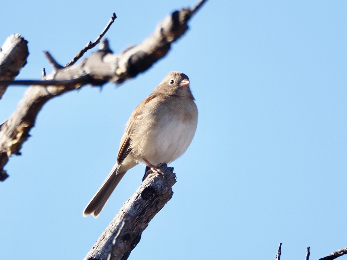 Field Sparrow - ML644031036