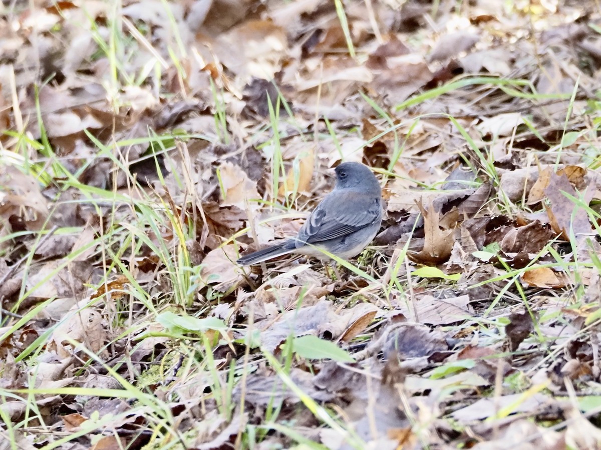 Dark-eyed Junco - ML644031043