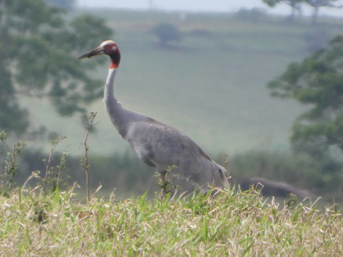 Sarus Crane - ML644031050