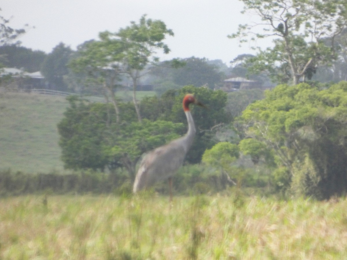 Sarus Crane - ML644031051