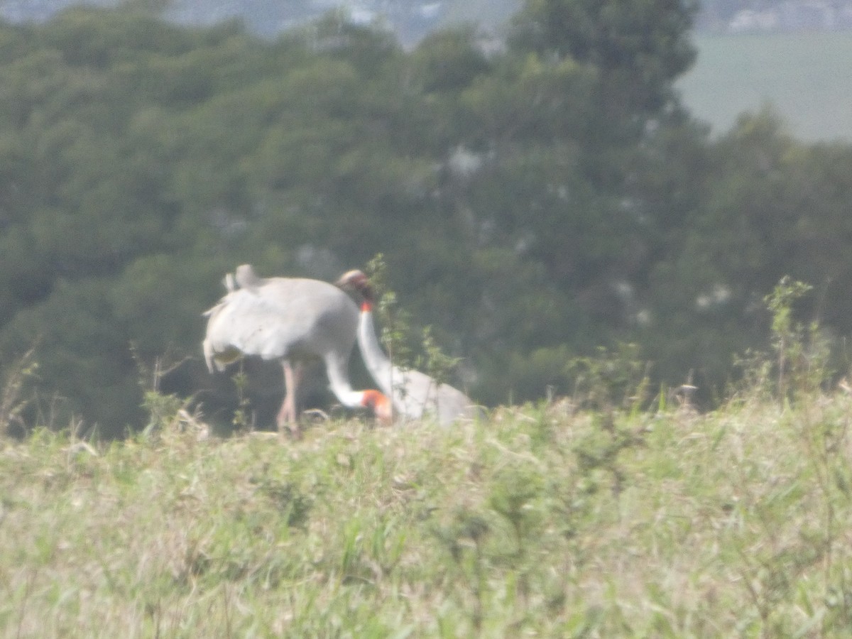 Sarus Crane - ML644031052