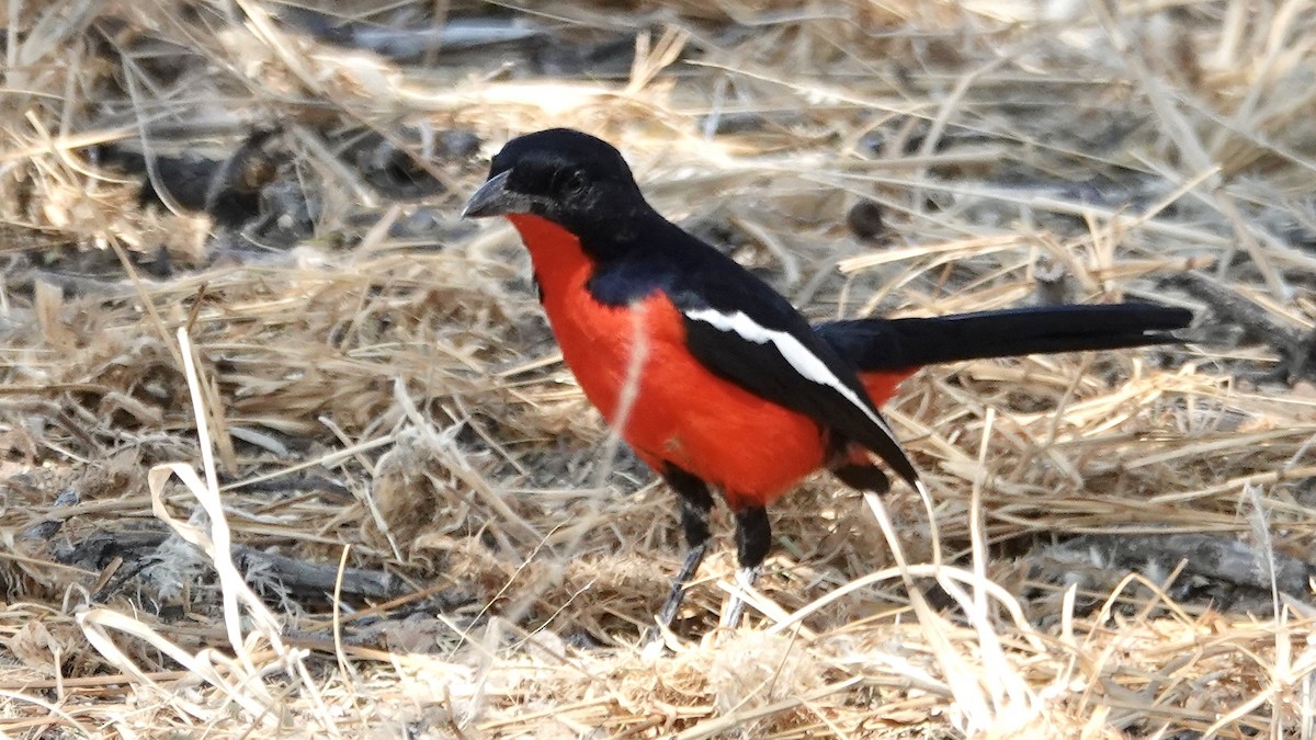 Crimson-breasted Gonolek - ML644031061