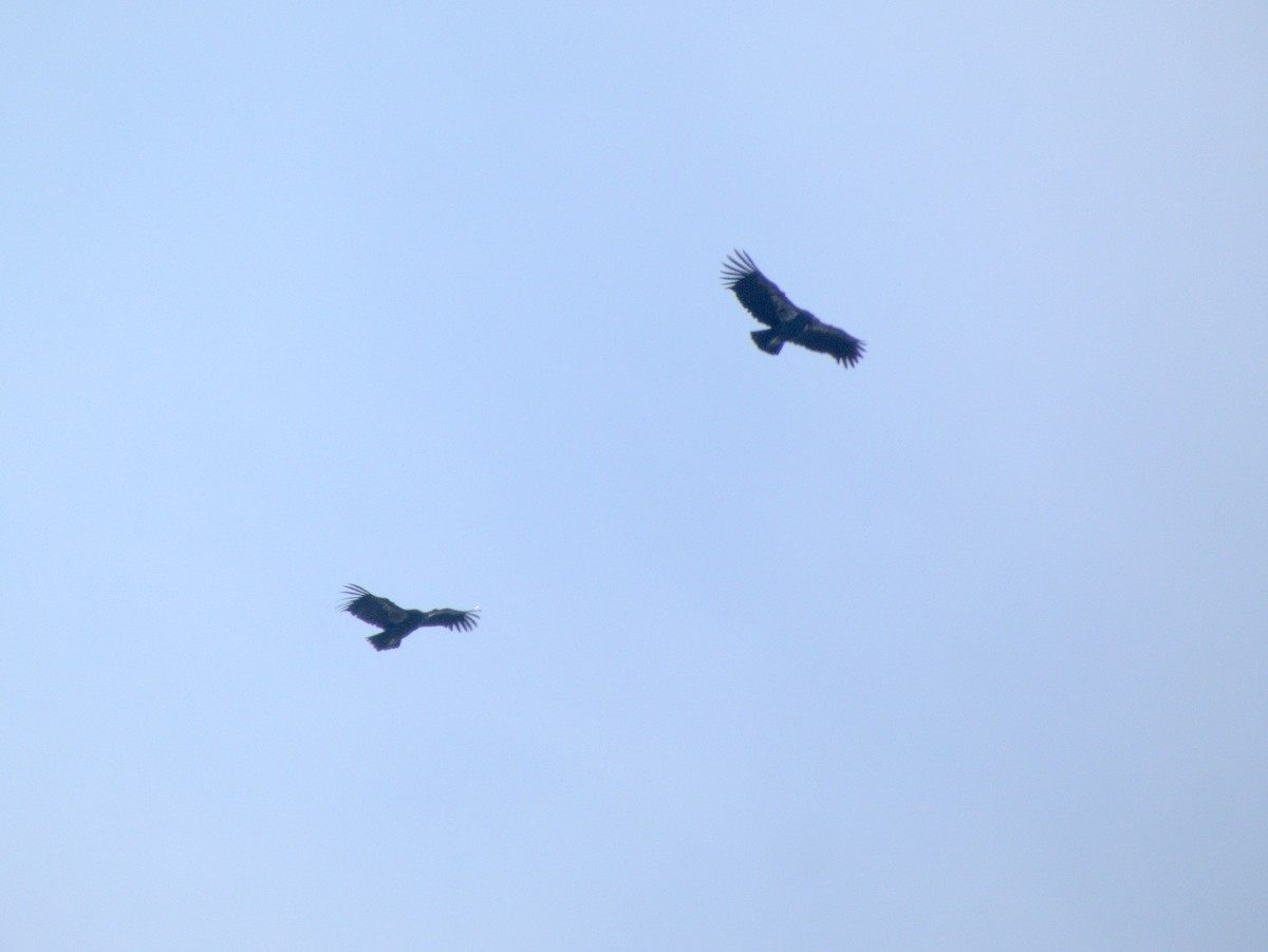 California Condor - ML644031120